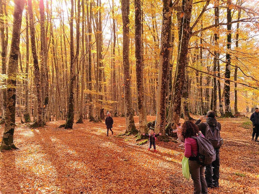 forest-bathing5