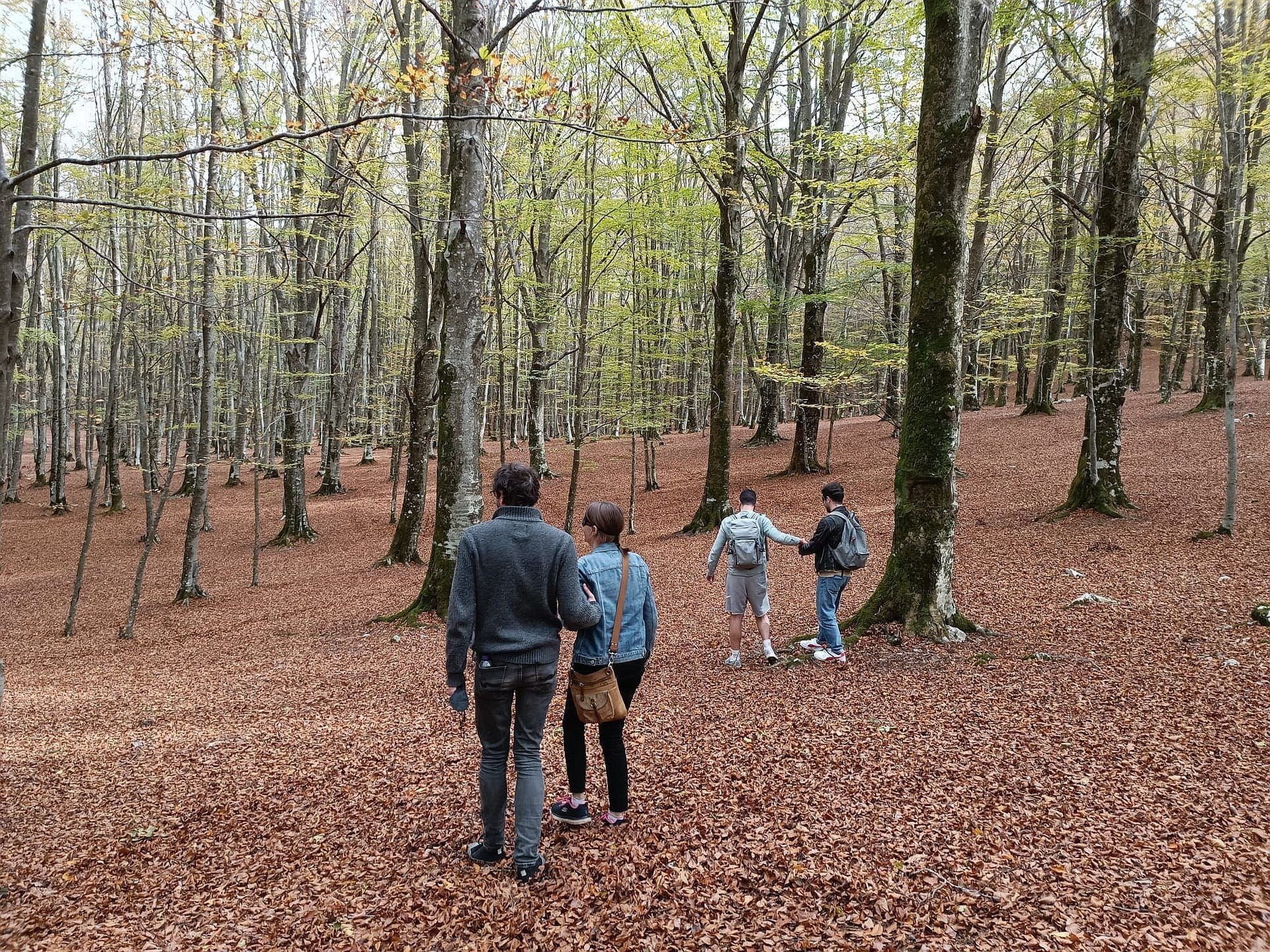 beech-forest-bathing-veroli-smartway7