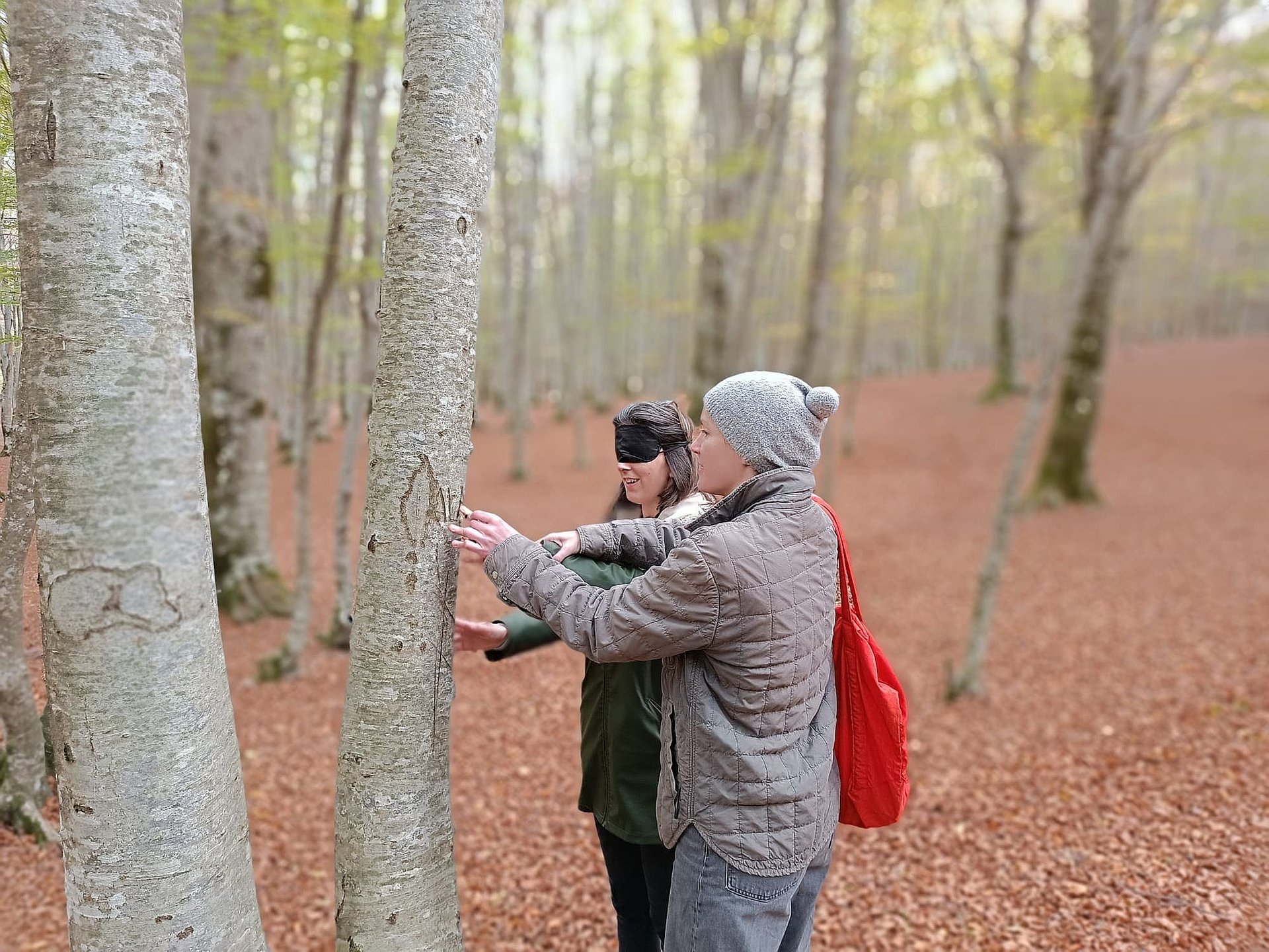 beech-forest-bathing-veroli-smartway2