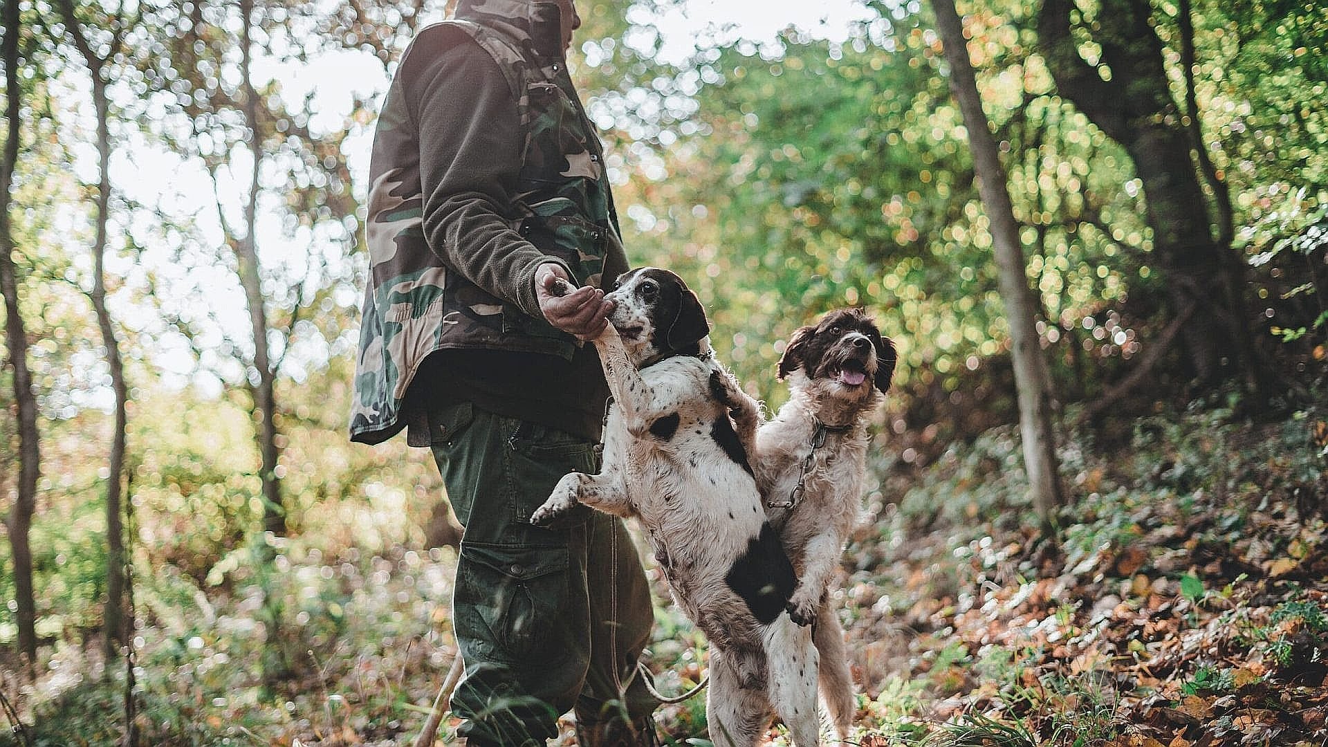 montepulciano-truffle-hunting1