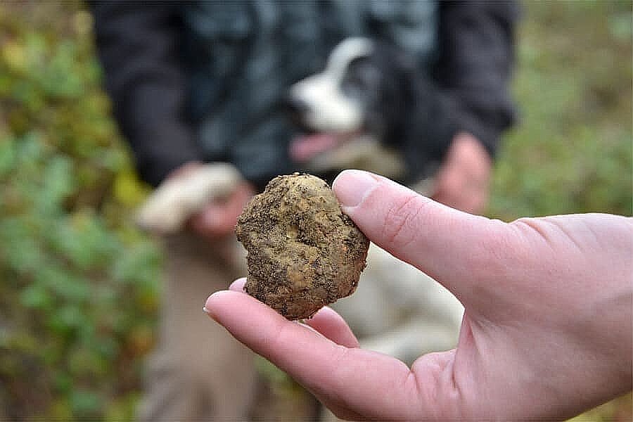 montepulciano-truffle-hunting4