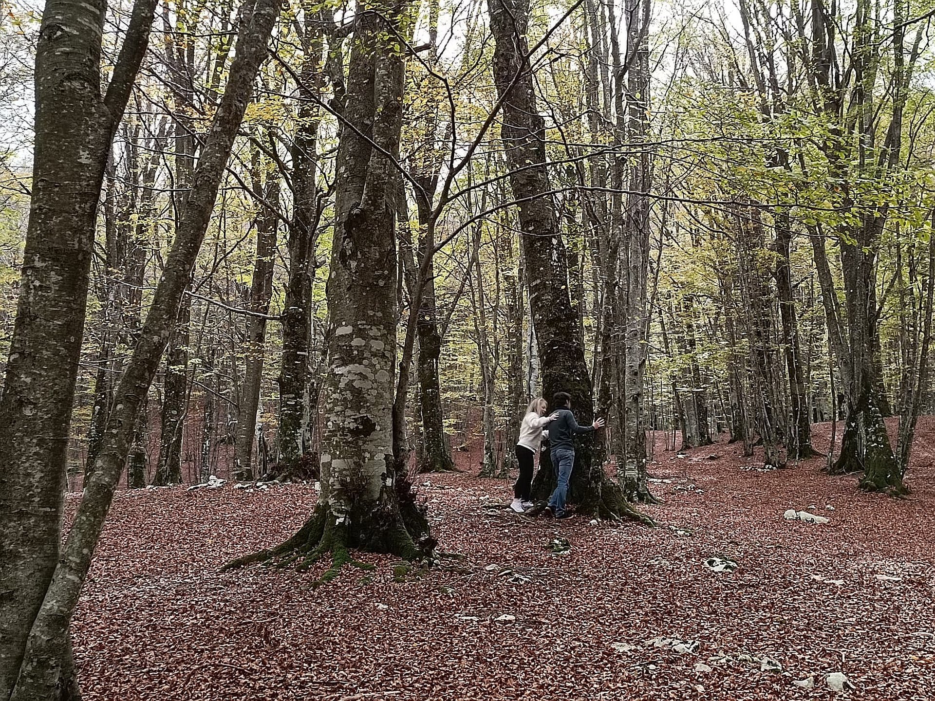 beech-forest-bathing-veroli-smartway4