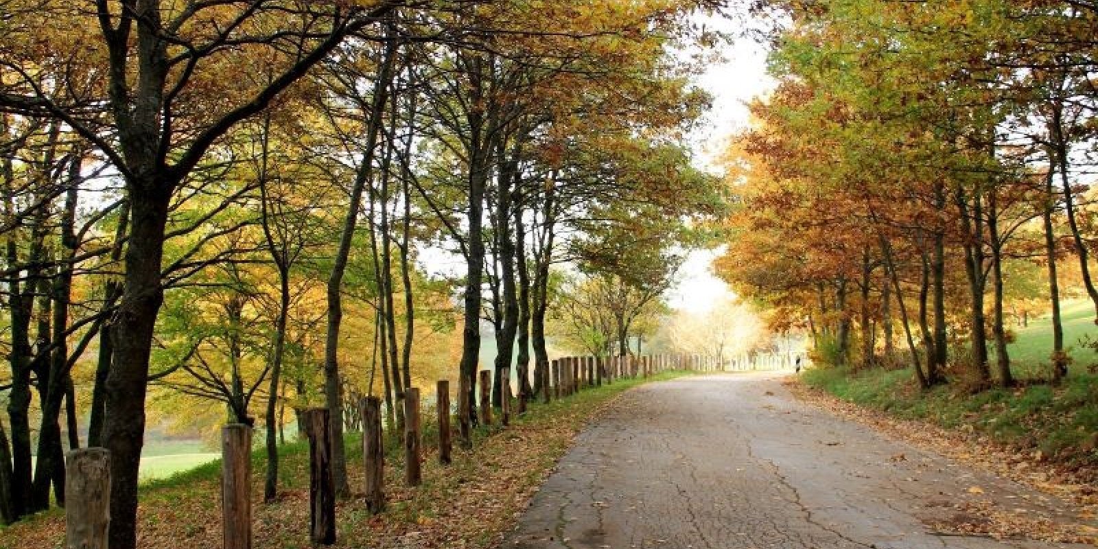 Gallery image 14882