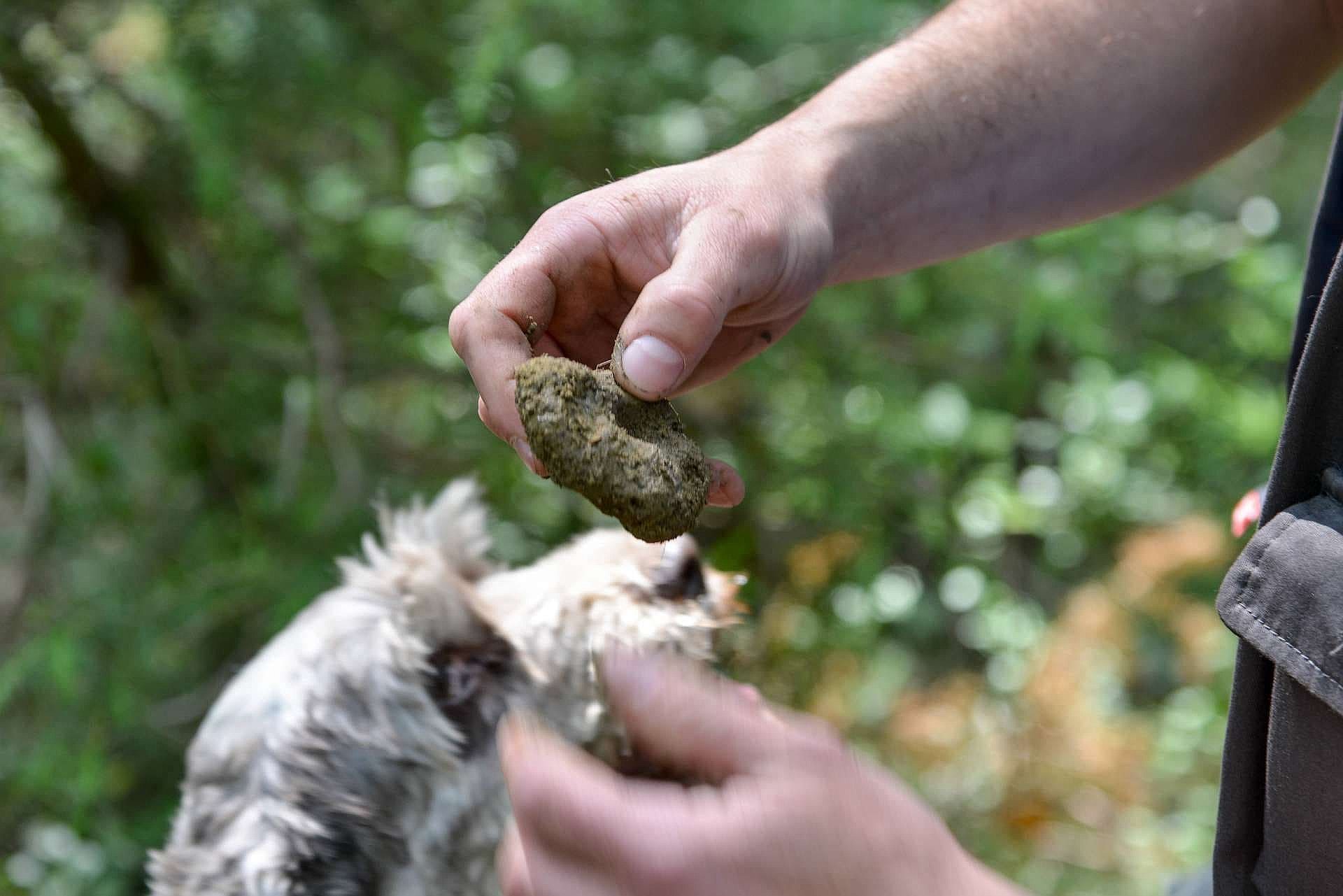 montepulciano-truffle-hunting2
