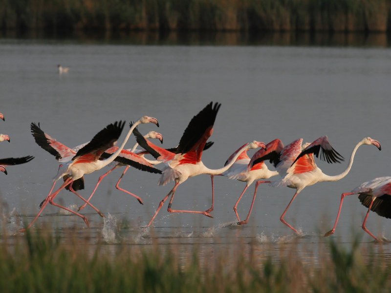 Gallery image 14477