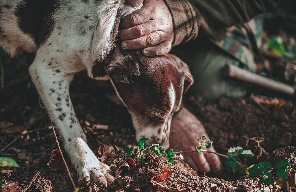 montepulciano-truffle-hunting3