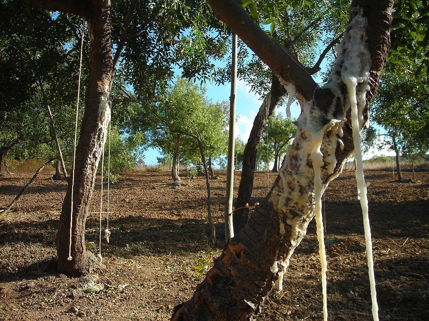 Gallery image 11294