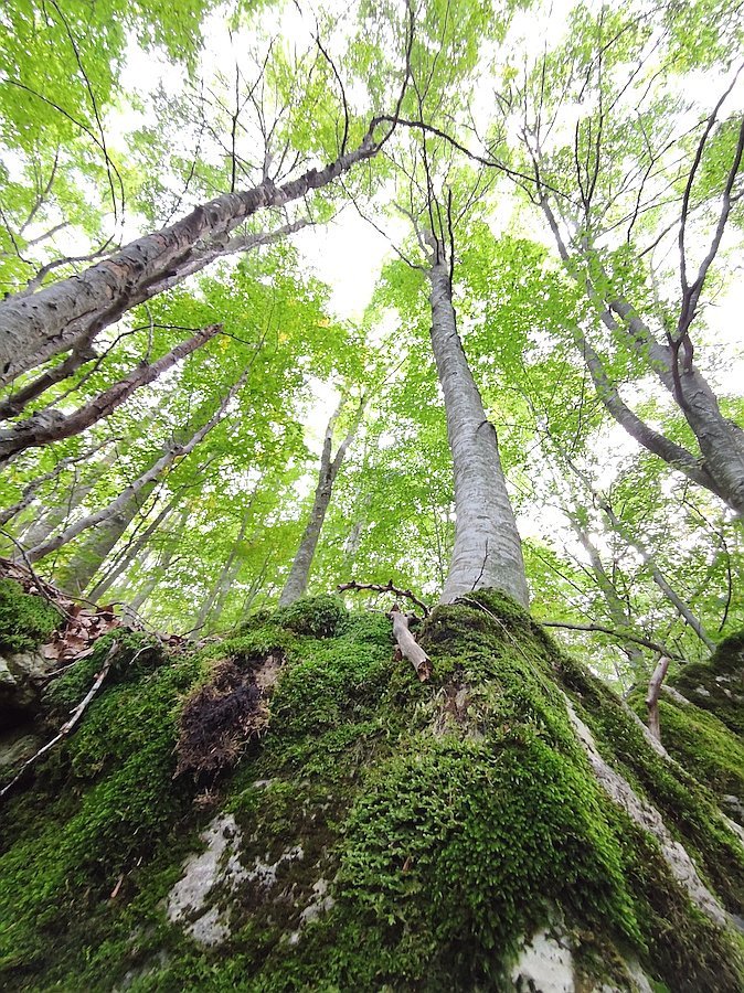 forest-bathing2