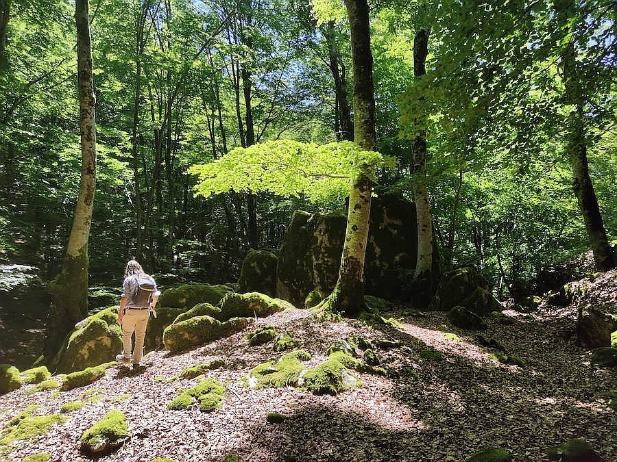 forest-bathing4