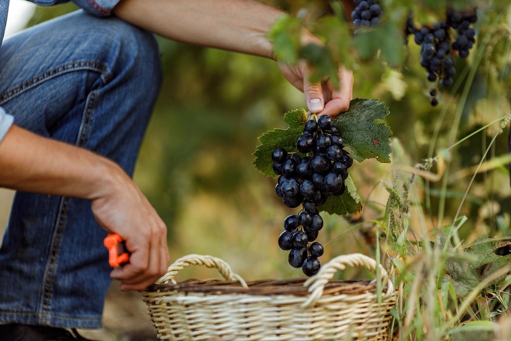 Grape harvesting & bonding