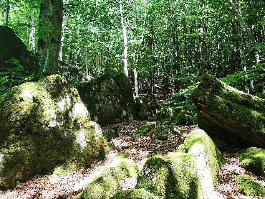 forest-bathing3